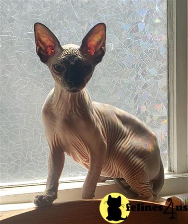 Barenakedsphynx Picture 1